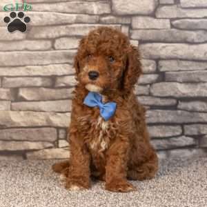 Harris, Mini Goldendoodle Puppy